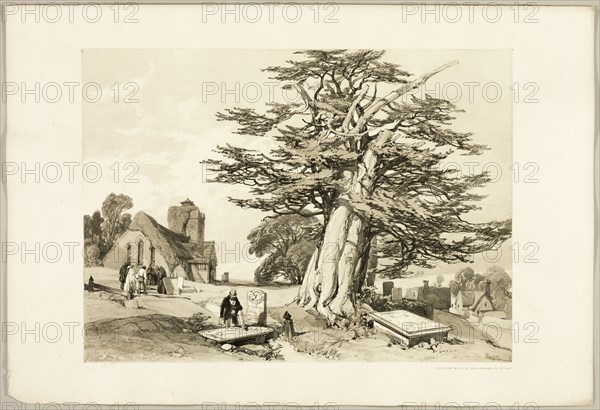 Yew, from The Park and the Forest, 1841.