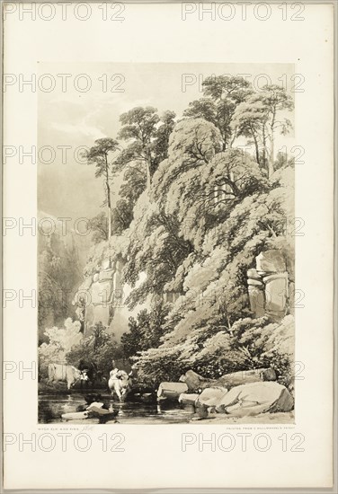 Wych Elm and Firs, from The Park and the Forest, 1841.