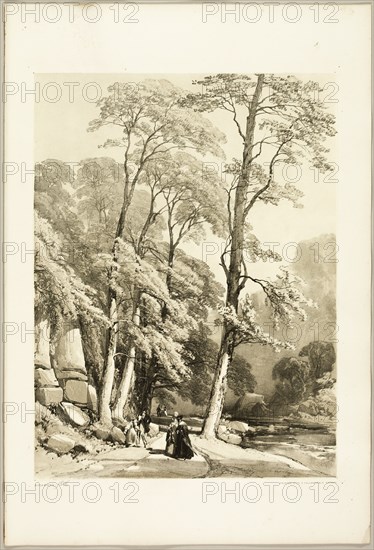 Sycamore, from The Park and the Forest, 1841.