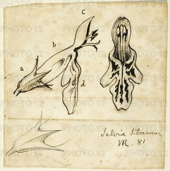 Salvia Silvarum, 1881.