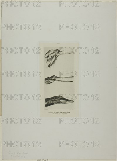 Heads of Saw-Bill Duck and Two Crocodiles, n.d.