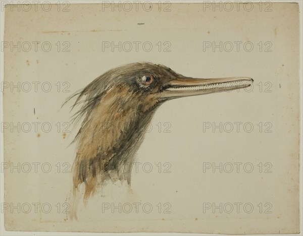 Merganser, February 29, 1890.