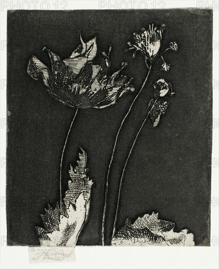 Last Poppies, 1897.