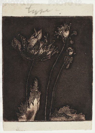 Last Poppies, 1897.