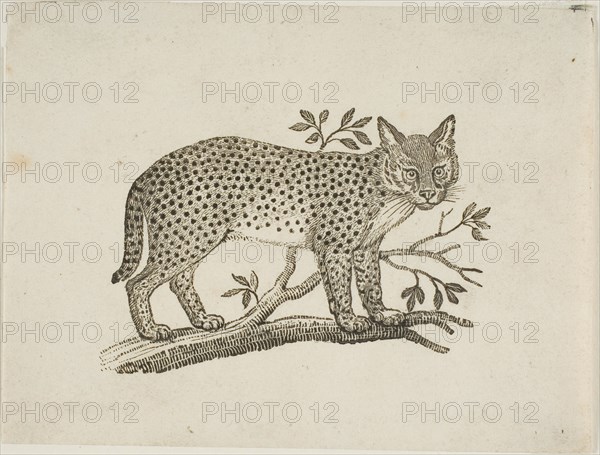 The Serval, n.d.