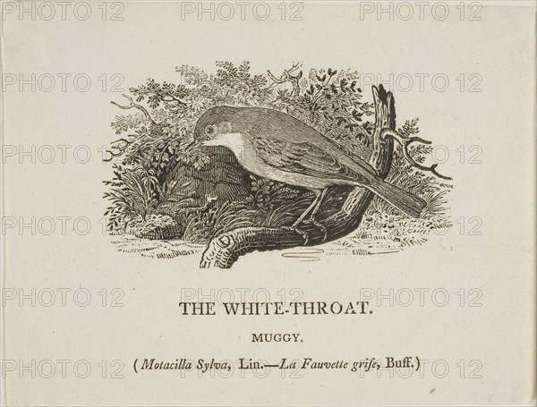 White Throat (Bird), n.d.