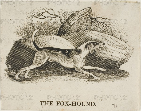 Fox Hound, n.d.