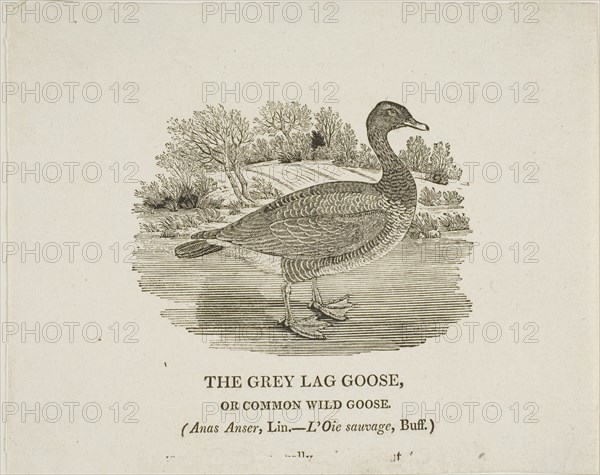 Grey Lag Goose, n.d.