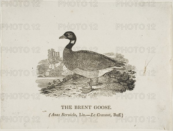 Brent Goose, n.d.