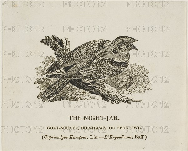 The Night-Jar, n.d.