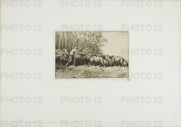 Herd of Swine Coming Out of a Wood, 1849.
