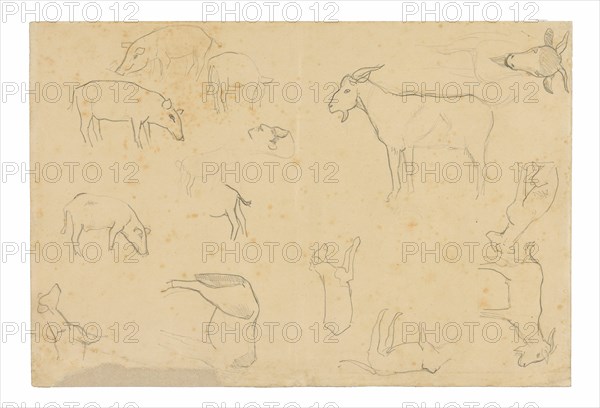 Sketches of Various Animals and Head (recto), Sketches of a Head, Figure in Profile, Anatomical Details, and Animals (verso), 1891/93.