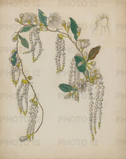 Bridal Wreath, 1935/1942.