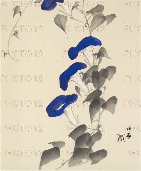 Morning glory, 1901 - 1942. Creator: Takeuchi Seiho.