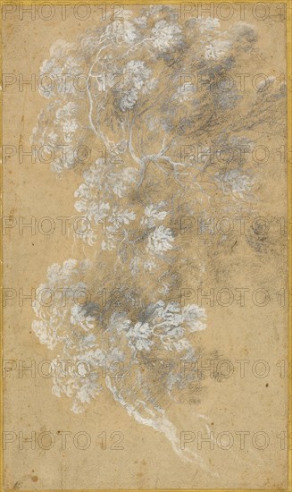 Sketch of Foliage and Branches, c. 1645-50. Creator: Angeluccio.