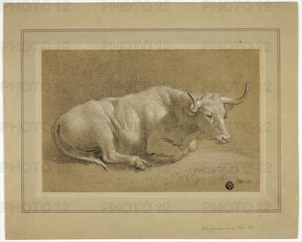 Herefordshire Fat Ox, n.d. Creator: James Ward.