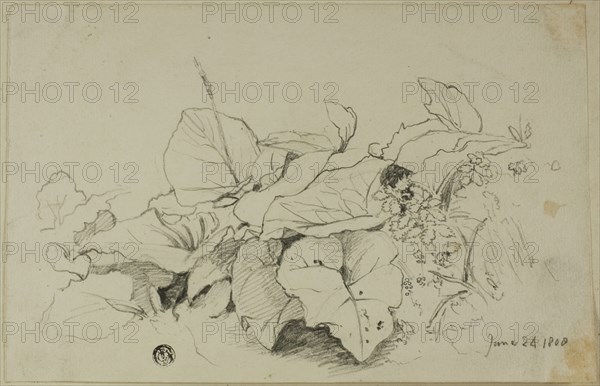Clump of Leaves and Flowers, 1808/47. Creator: Joshua Cristall.