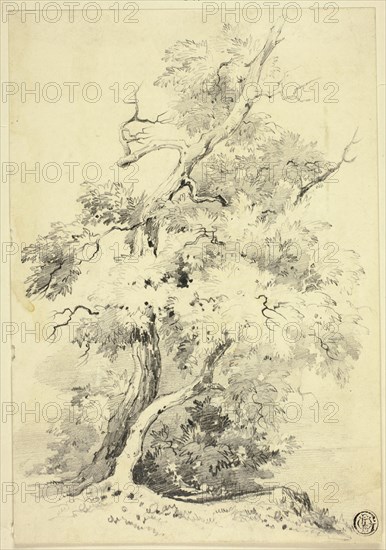Tree on Bluff Beside Water, n.d. Creator: Joshua Wilson Faulkner.