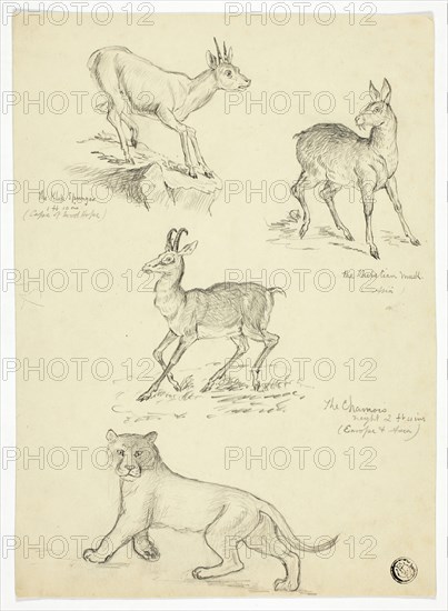 Chamois, Musk, Klipbok and Lion, n.d. Creators: Thomas Uwins, Samuel Howitt.