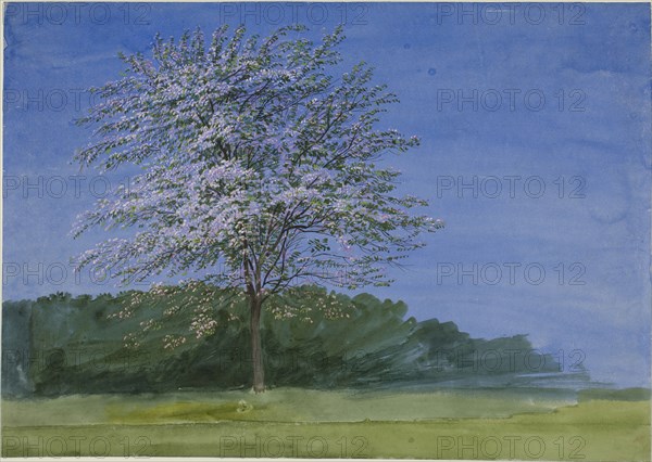 Study of a Tree in Bloom, c. 1835. Creator: William Turner.