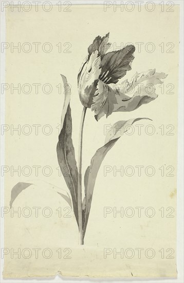 Tulip, n.d. Creator: Pierre Antoine Mongin.