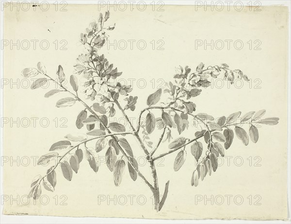 The Flowering Branch, n.d. Creator: Pierre Antoine Mongin.