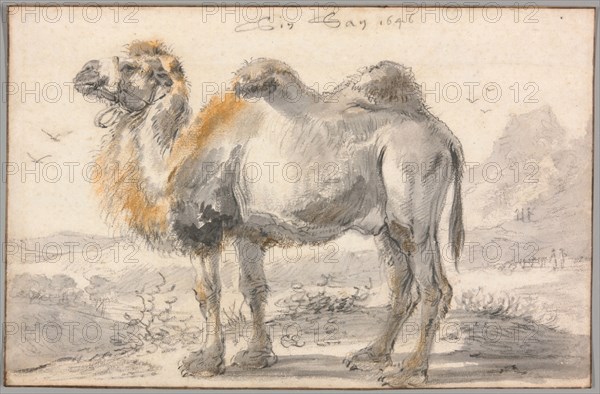 A Camel, 1646. Creator: Cornelis Saftleven.