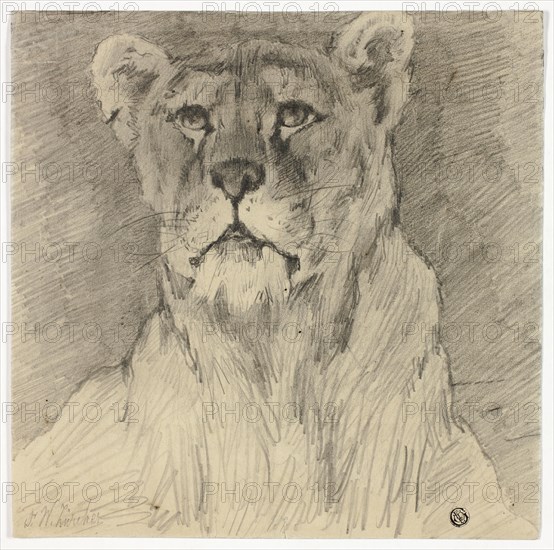 Front View of Seated Lioness, n.d. Creator: Frederik William Zurcher.