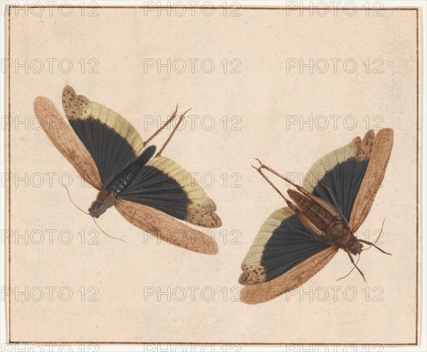 Two Grasshoppers, c. 1685. Creator: Herman Henstenburgh.