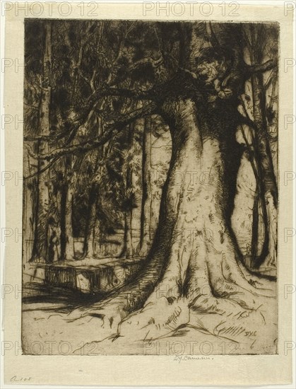 The Sycamore, 1905. Creator: David Young Cameron.