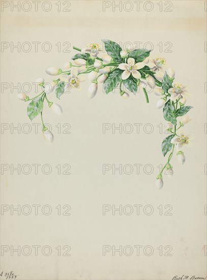 Costume Accessory (Orange Blossoms), c. 1937. Creator: Ruth M. Barnes.