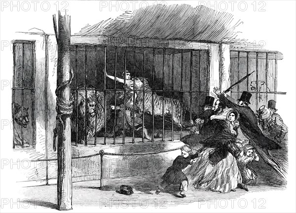 Death of the "Lion Queen", in Wombwell's Menagerie, at Chatham, 1850. Creator: Unknown.