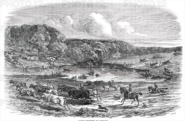 Cattle Mustering in Australia, 1850. Creator: Smyth.