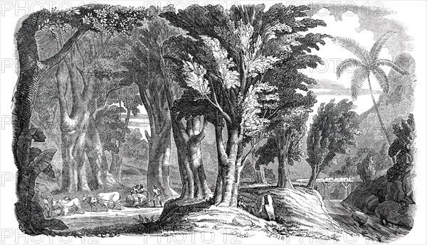 Mahogany Trees in the West Indies, 1850. Creator: Unknown.