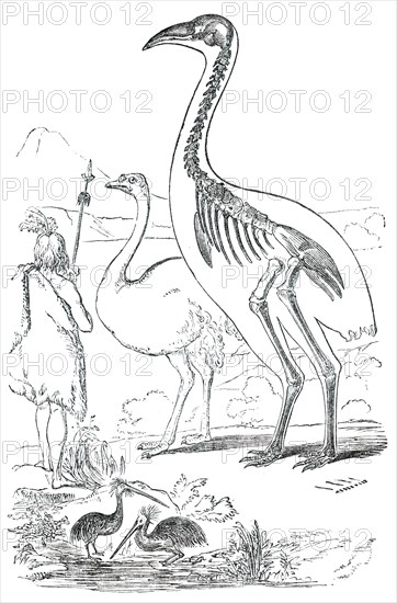 Comparative Sizes of Dinornis, Ostrich, and New Zealander, 1850. Creator: Unknown.