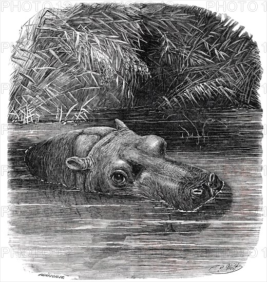 The Hippopotamus in the Gardens of the Zoological Society, Regent's-Park, 1850. Creator: Pearson.