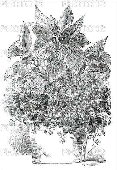 Black Prince Strawberry Plant, grown by Mr. Cuthill, 1850. Creator: Unknown.