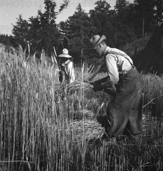 Cradling wheat near Christianburg, Virginia, 1936. Creator: Dorothea Lange.