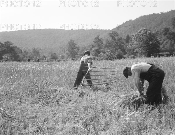 Men cradling wheat in eastern Virginia near Sperryville, 1936. Creator: Dorothea Lange.