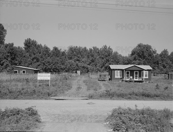 The poultry unit of the Delta cooperative farm, Hillhouse, Mississippi, 1937. Creator: Dorothea Lange.