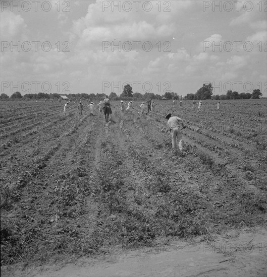 Hoers, Aldridge Plantation, 1937. Creator: Dorothea Lange.