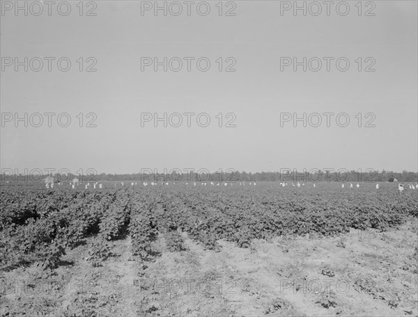 Cotton hoers on the Aldridge Plantation near Leland, Mississippi, 1937. Creator: Dorothea Lange.