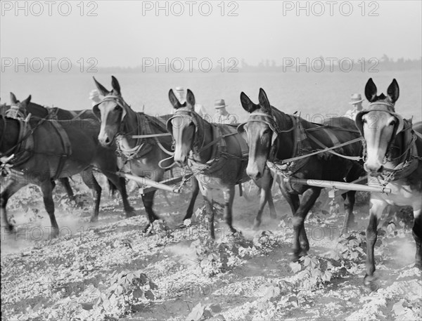 Cultivating cotton cooperatively at Lake Dick, Arkansas, 1938. Creator: Dorothea Lange.