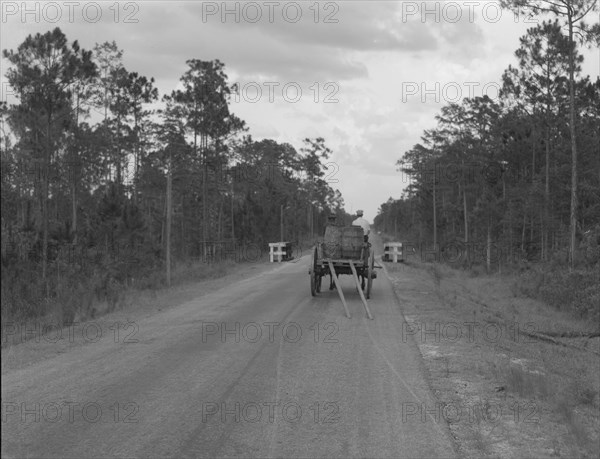 Wagon hauling turpentine out of the woods, Georgia, 1937. Creator: Dorothea Lange.