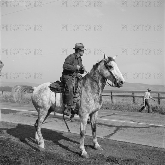 Cowboy bringing cattle in from range, Contra Costa County, 1938. Creator: Dorothea Lange.