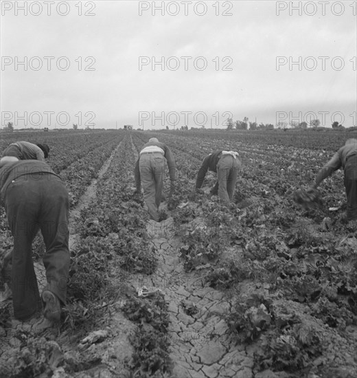 Filipinos cutting lettuce, Imperial Valley, CA, 1939. Creator: Dorothea Lange.