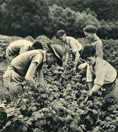 'Fruit Picking in War Time', 1944. Creator: Unknown.