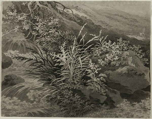 Corner of the Meadow with Reeds and Other Plants, c. 1800. Creator: Adrian Zingg.