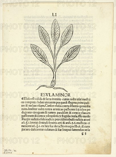 Esula Minor from Herbarium, Plate 46 from Woodcuts from Books of the 15th Century...1929. Creators: Unknown, Leonardus Achates, Arnaldus de Villa Nova, Wilhelm Ludwig Schreiber.