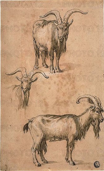 Three Sketches of a Goat (recto) Drapery of Standing Female Figure (verso), c.1610. Creator: Abraham Bloemaert.